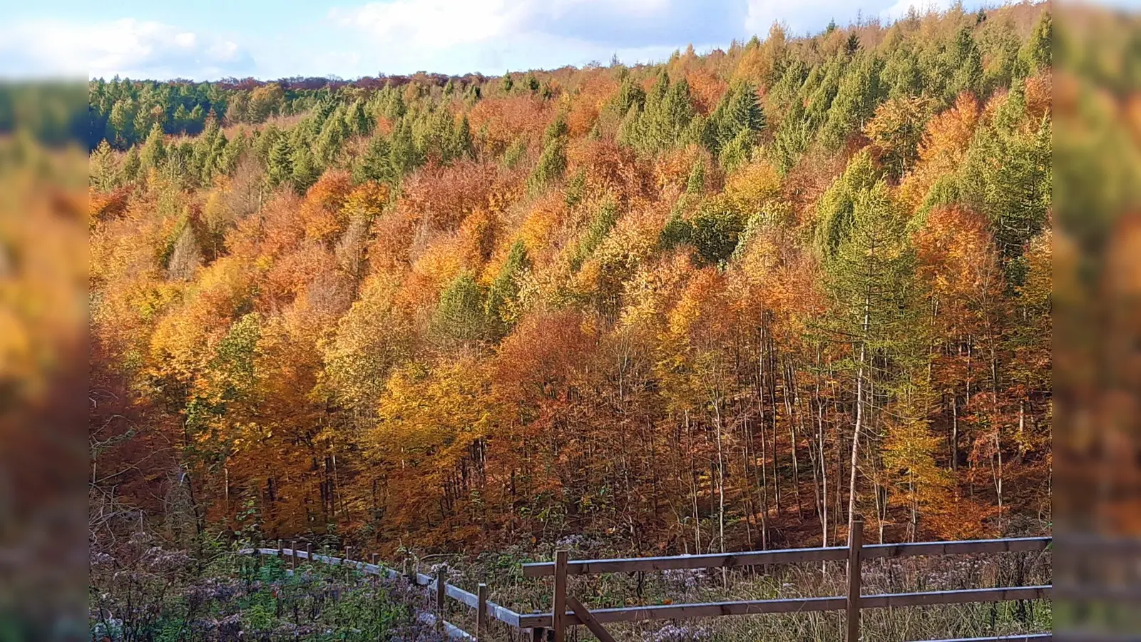 Der Wald kleidet sich in herbstliche Farben. (Foto: Harald Gläser)