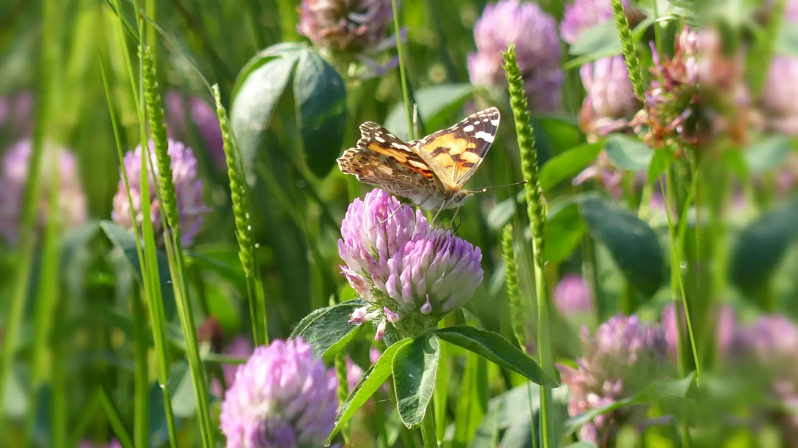 im Rahmen des Projekts „Kreisweite Kulturlandpflege“ wird ein Online-Vortrag angeboten. (Foto: Dr. Walter Bleeker)