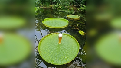 Um die enorme Tragkraft ihrer riesigen Schwimmblätter zu demonstrieren, wurde ein frisch eingeschenktes Weizenbier auf dem Seerosenblatt platziert. (Foto: alaris ? Haus der Schmetterlinge)