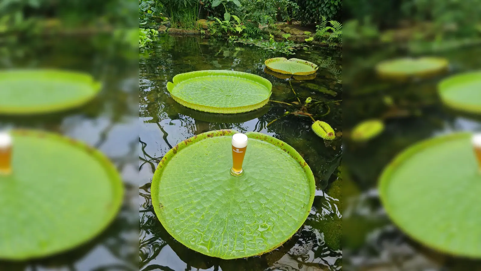 Um die enorme Tragkraft ihrer riesigen Schwimmblätter zu demonstrieren, wurde ein frisch eingeschenktes Weizenbier auf dem Seerosenblatt platziert. (Foto: alaris ? Haus der Schmetterlinge)