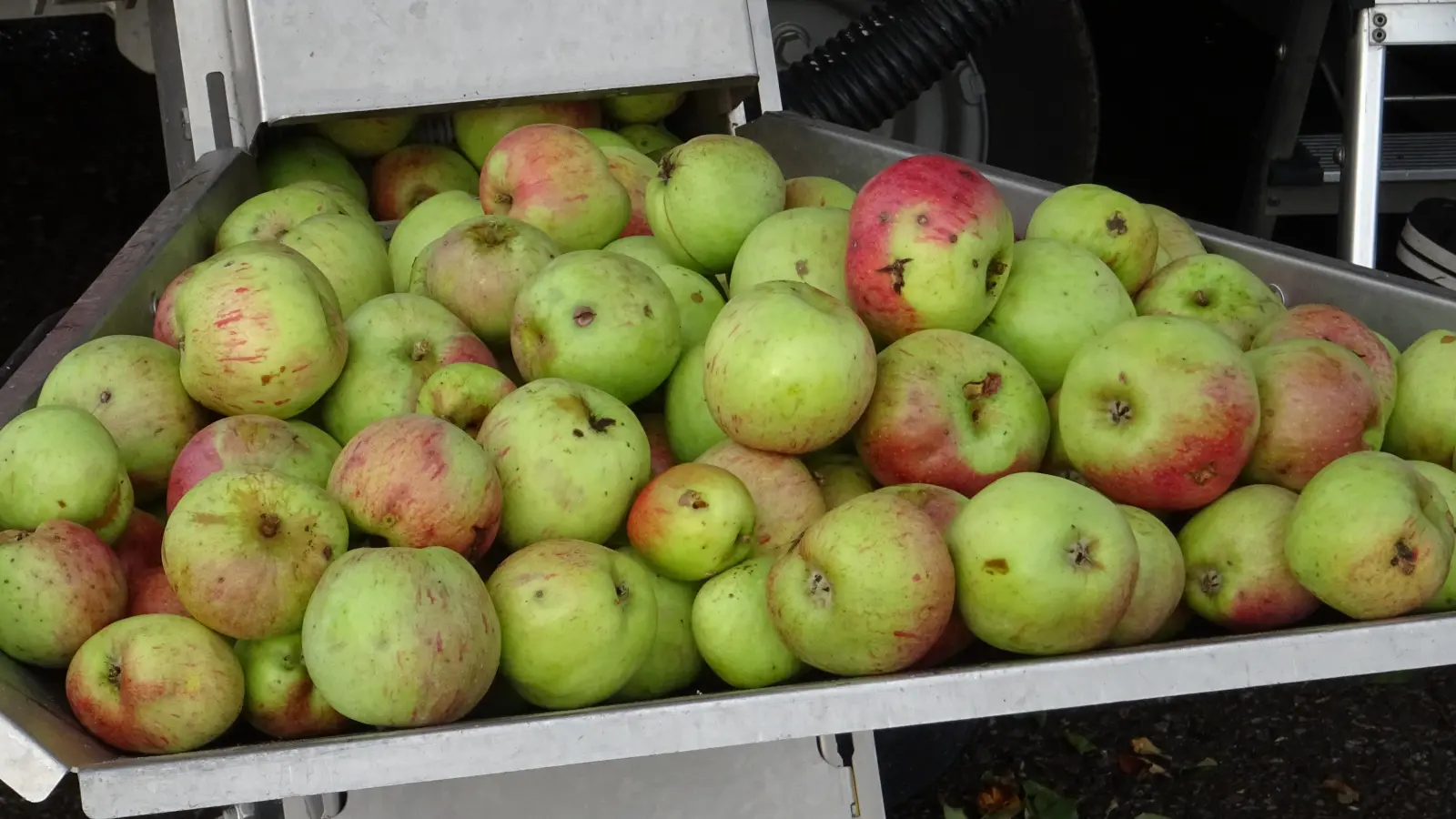 Diese Äpfel blieben nicht ungenutzt unterm Baum liegen. (Foto: privat)