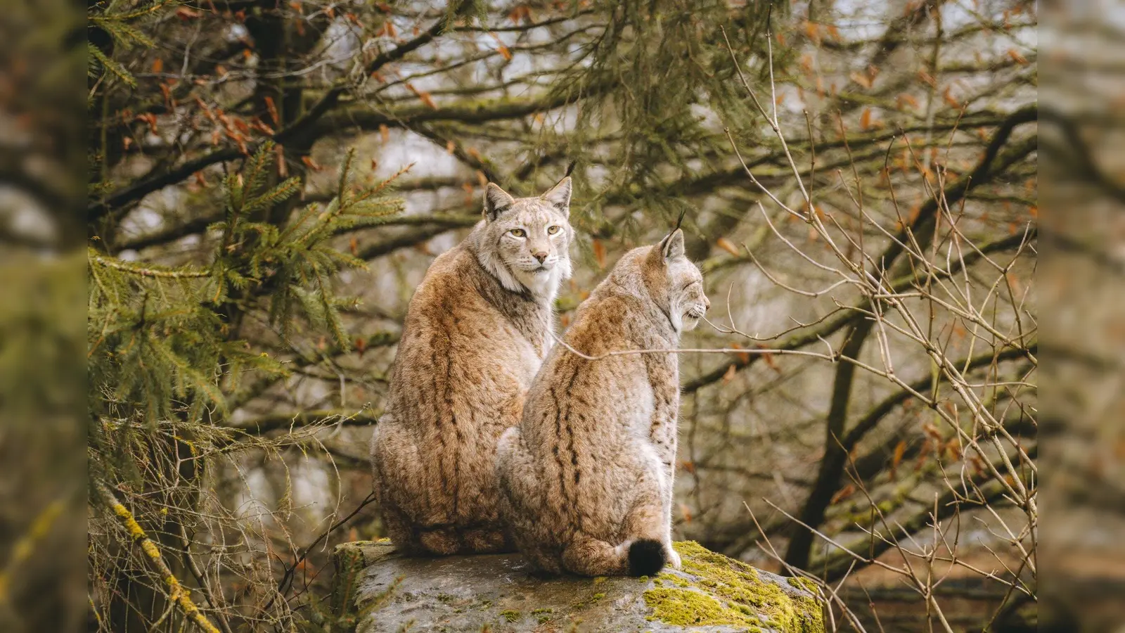Die Luchse Lutz und Salina. (Foto: Foto: privat)
