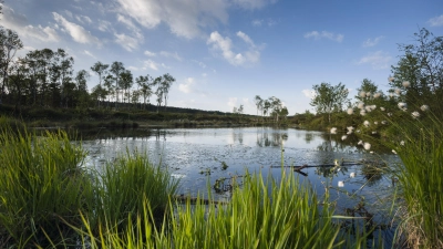 Das Hochmoor Mecklenbruch wird durch Führungen erlebbar gemacht. (Foto: Touristik-Information Neuhaus und Silberborn)