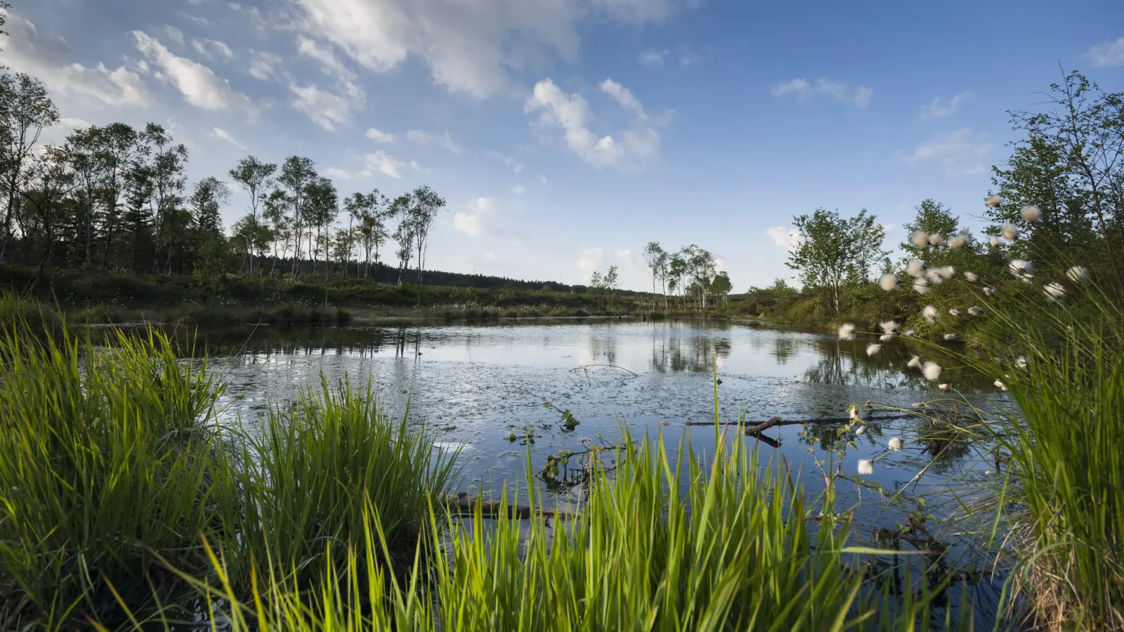 Das Hochmoor Mecklenbruch wird durch Führungen erlebbar gemacht. (Foto: Touristik-Information Neuhaus und Silberborn)