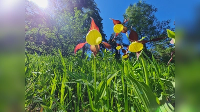 Frauenschuhfläche am Kalkbuchenwald zur Blütezeit. (Foto: Naturpark)