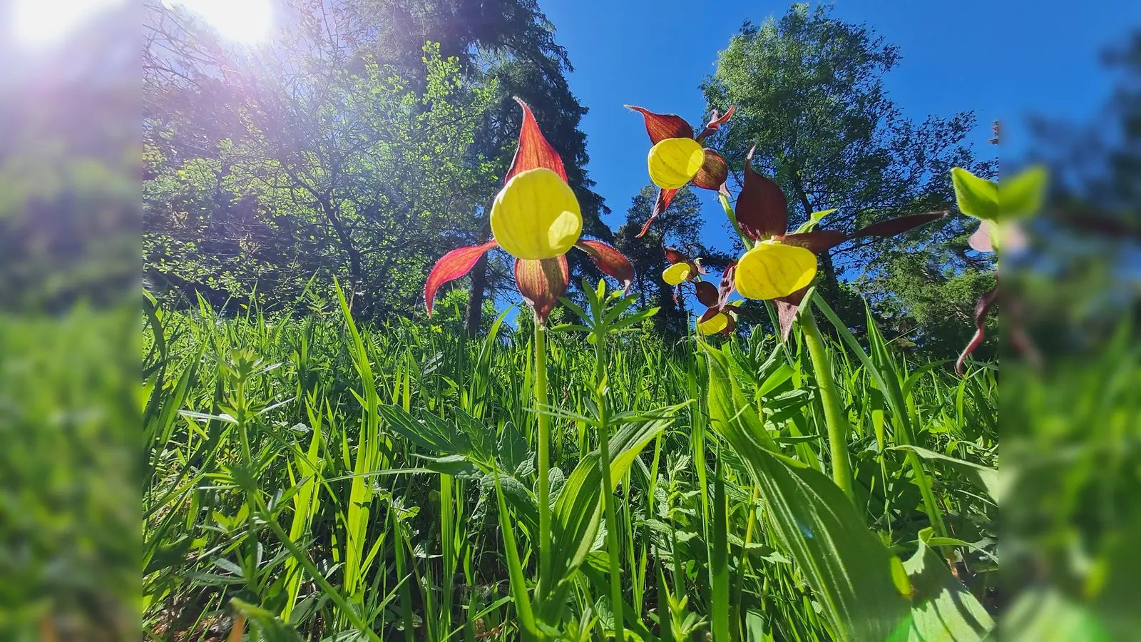 Frauenschuhfläche am Kalkbuchenwald zur Blütezeit. (Foto: Naturpark)