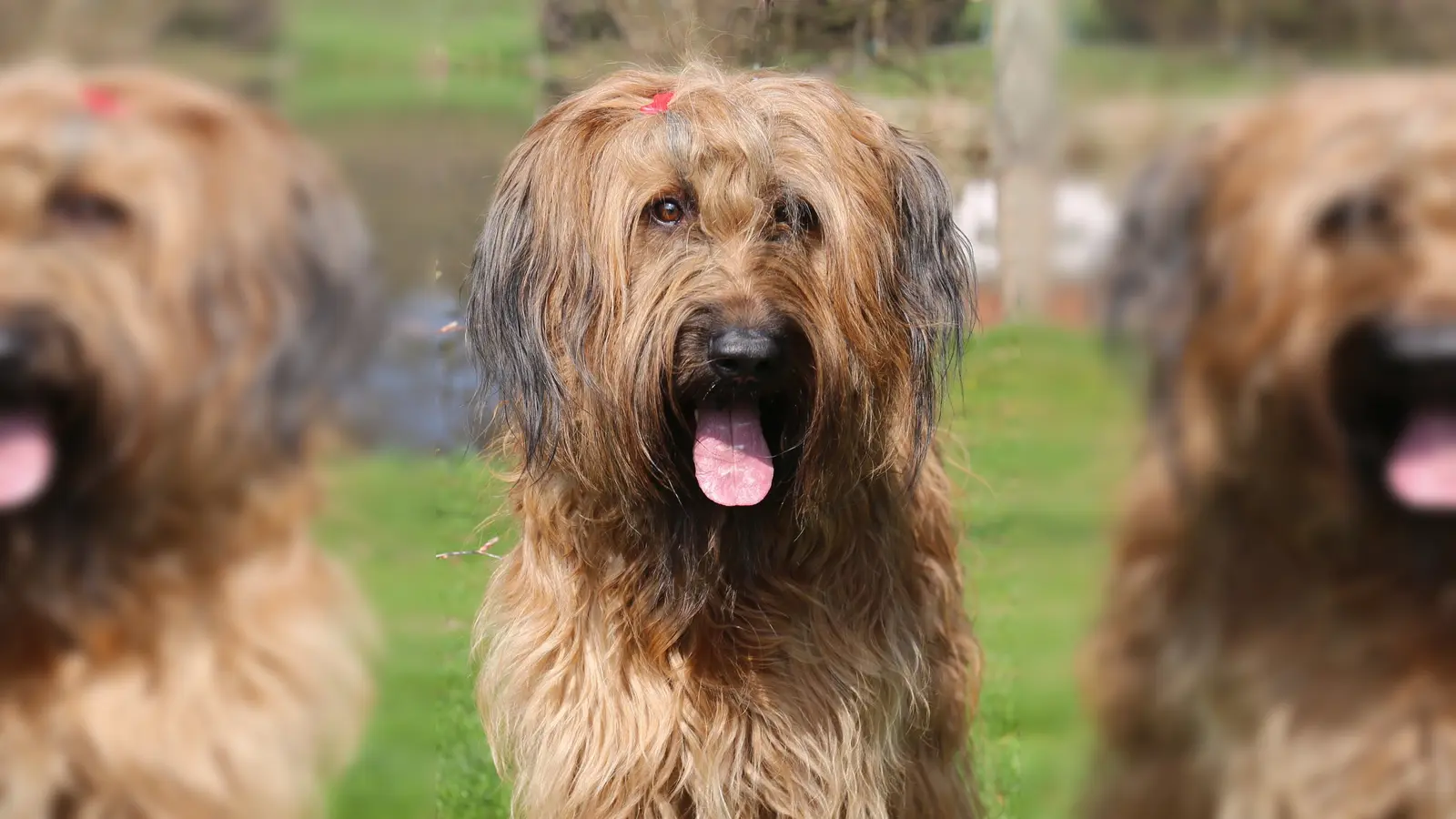 Briard-Hündin Monoqi. (Foto: privat)