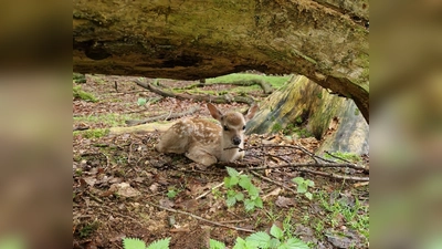 Ein Sikakalb hat es sich gemütlich gemacht. (Foto: Wildpark Neuhaus)