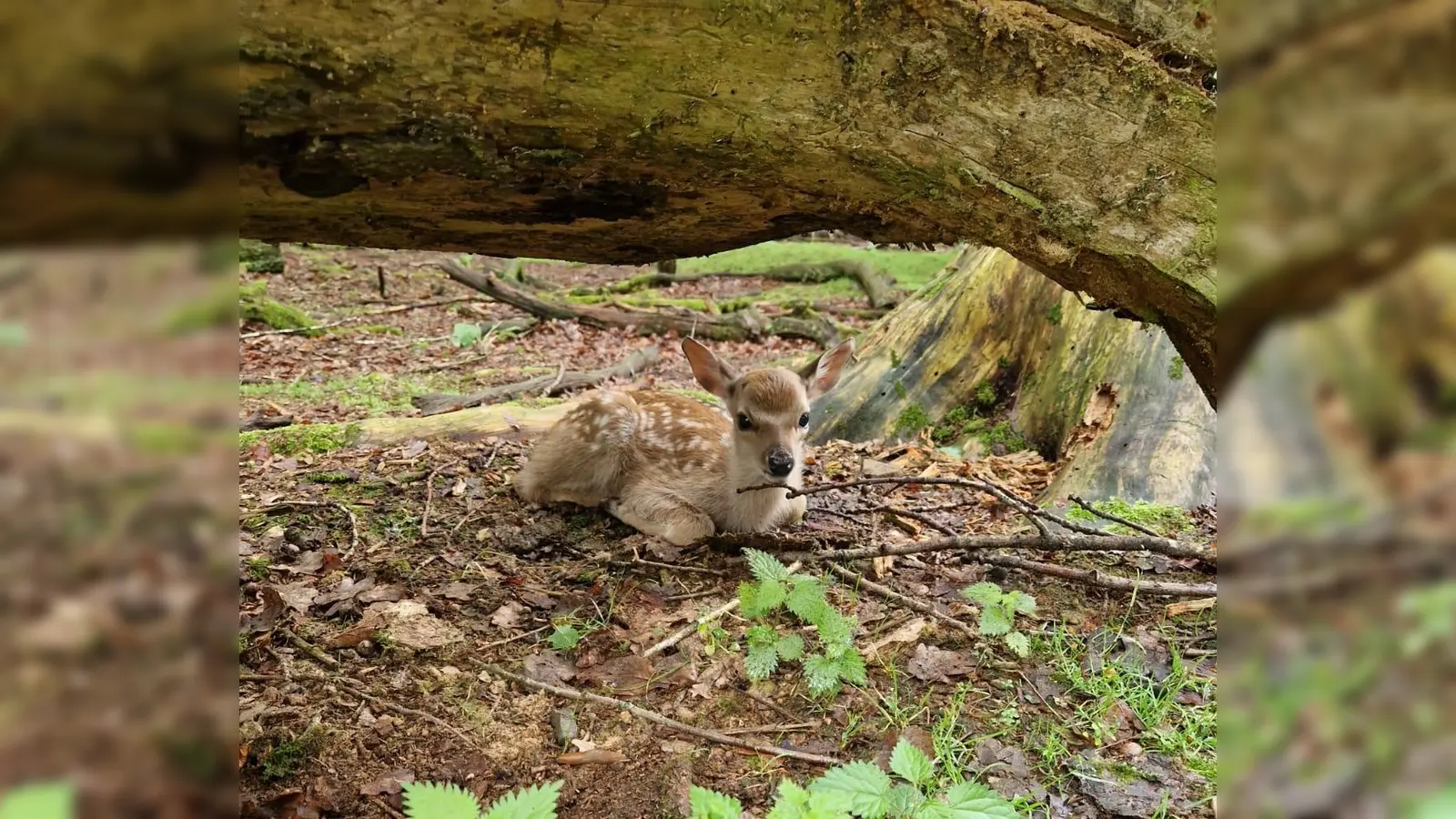 Ein Sikakalb hat es sich gemütlich gemacht. (Foto: Wildpark Neuhaus)