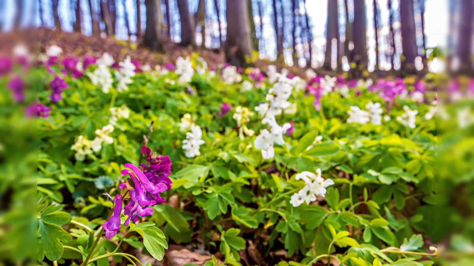 Die Blüte des Lerchensporns im Buchenwald. (Foto: Dr. Guenter Bockwinkel)