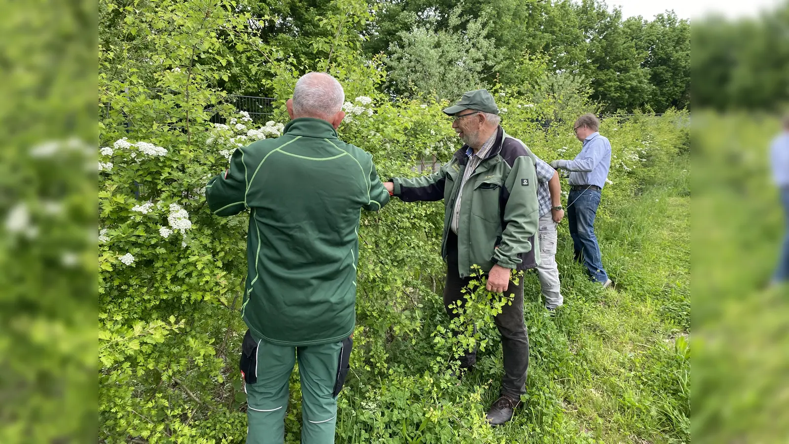 Am 7. März vermitteln die Profis in Nieheim in einem Kurs das nötige Knowhow zum Schneiden und Flechten der Hecken im Archäologiepark. (Foto: Huxarium Gartenpark Höxter)