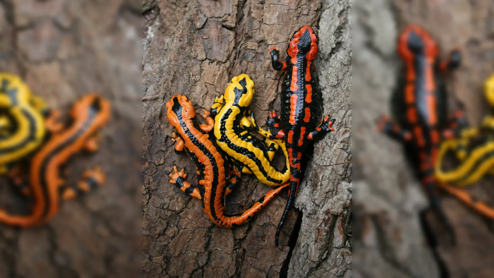 Der Feuersalamander ist Fokus dieser Führung. (Foto: Uwe Seidel)