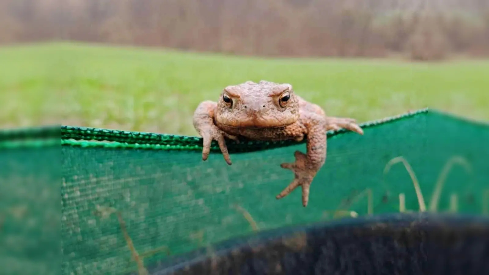 Helfende Hände bei der Amphibienwanderung gesucht. (Foto: privat)