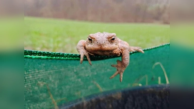 Helfende Hände bei der Amphibienwanderung gesucht. (Foto: privat)