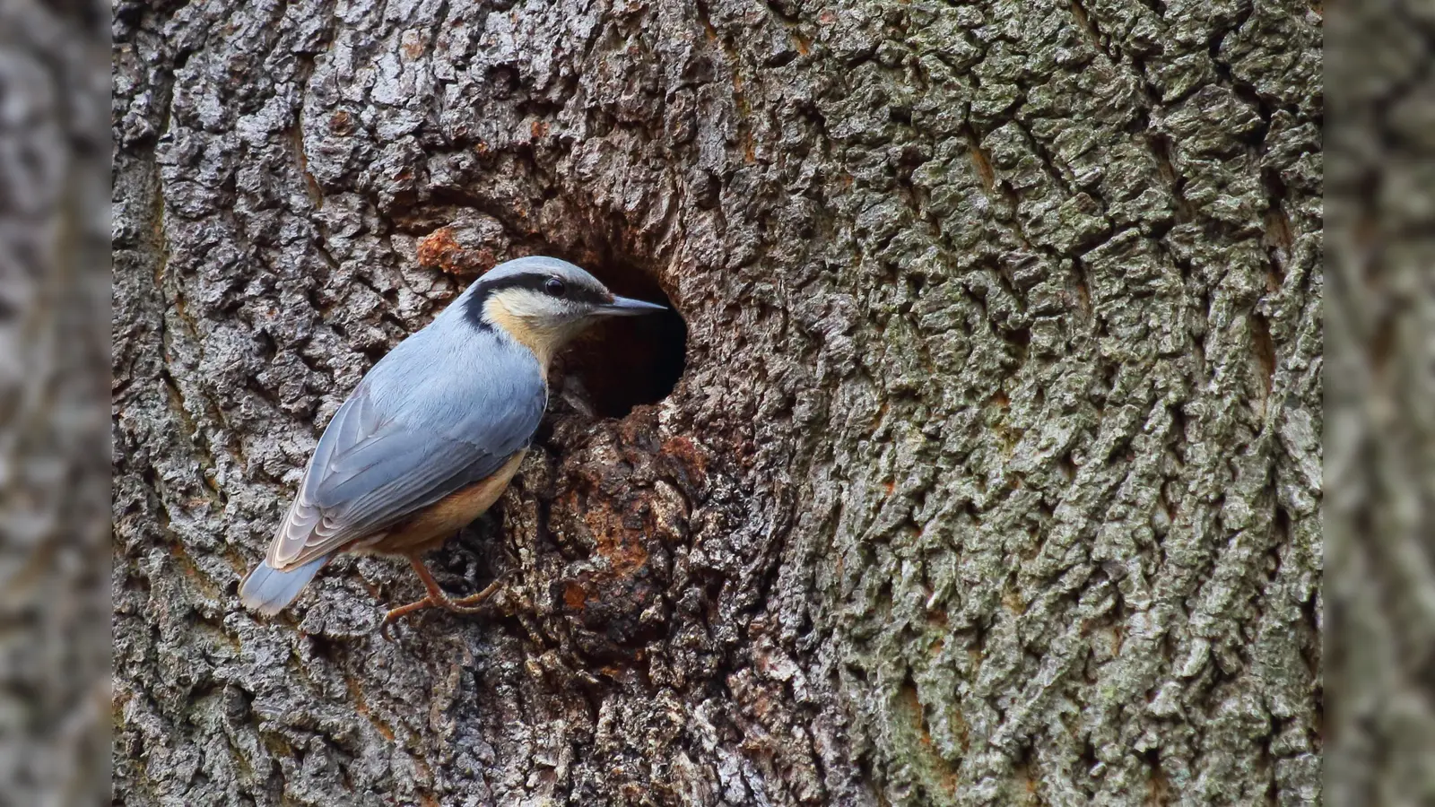 Ein Kleiber an seiner Baumhöhle. (Foto: NABU/Marc Scharping)