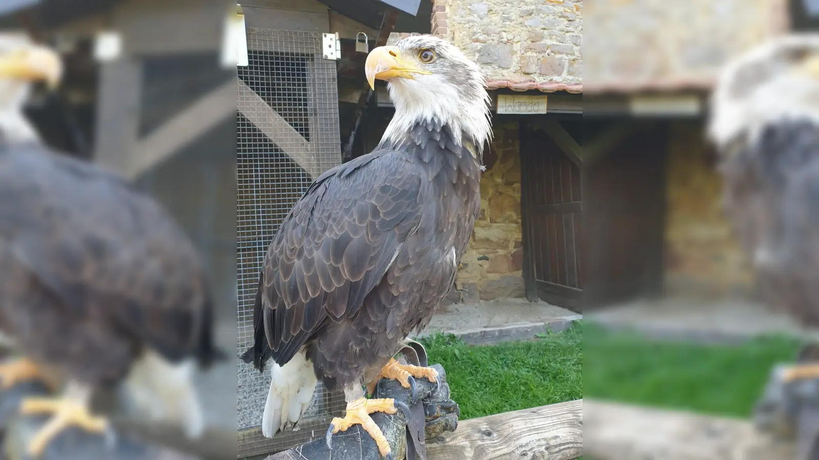 Der Weißkopfseeadler Medusa ist nach einem kurzen „Ausflug” zurück im Tierpark (Foto: Weber)