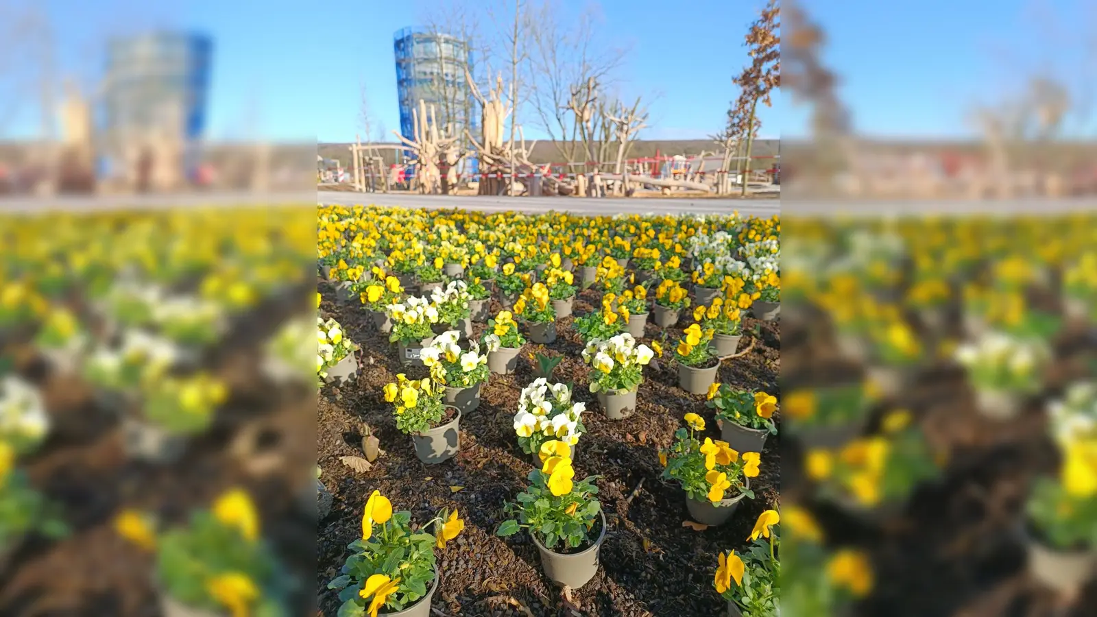 Die Frühblüher werden jetzt gepflanzt.  (Foto: Manuela Puls)
