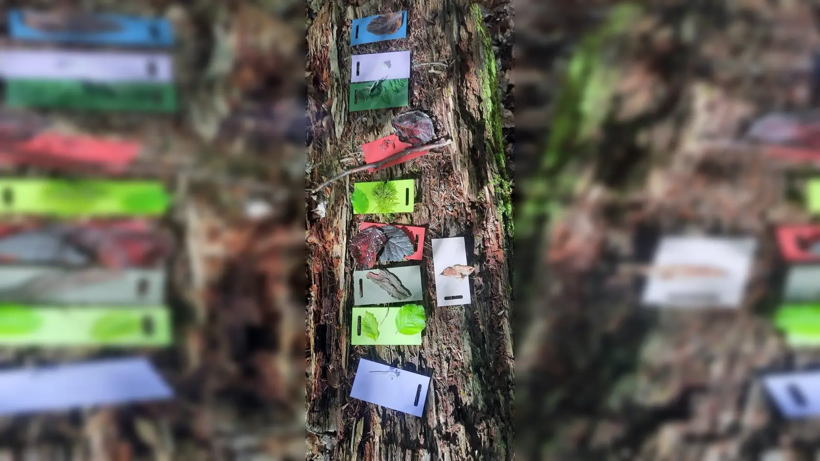 Eine bunte Galerie an gesammelten Fundstücken, die der Wald so hergab. (Foto: Katharina König-Brittner (Kreisvolkshochschule Holzminden))
