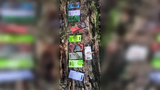 Eine bunte Galerie an gesammelten Fundstücken, die der Wald so hergab. (Foto: Katharina König-Brittner (Kreisvolkshochschule Holzminden))