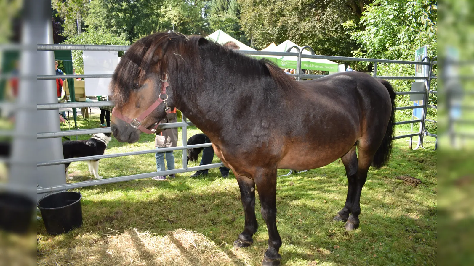 Exmoorpony Little Lord. (Foto: Naturpark Solling-Vogler)