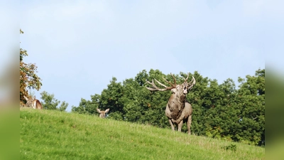 Die Hirschbrunft beginnt. (Foto: privat)