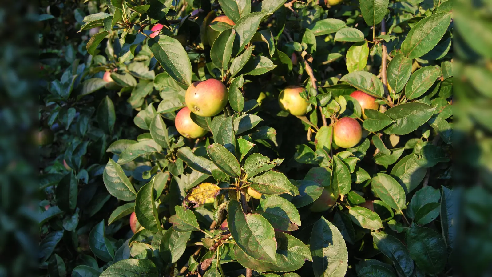 Workshop zum richtigen Obstbaumschnitt. (Foto: Landkreis Holzminden)