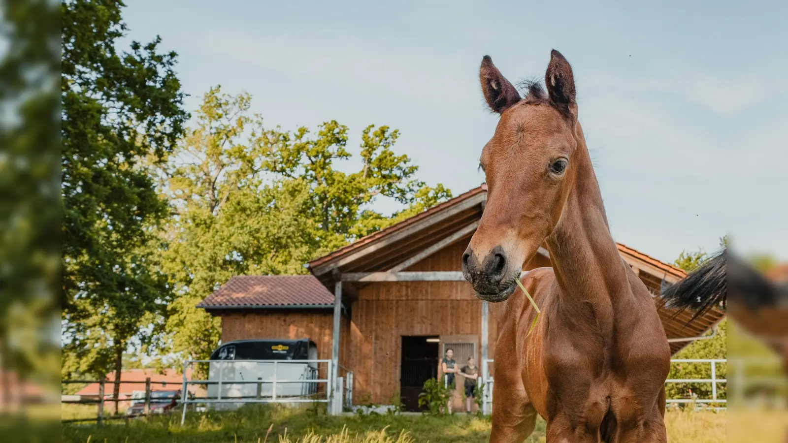 Nachwuchs bei den Beberbecker Pferden im Tierpark Sababurg: Das rund zwei Wochen alte Hengstfohlen. (Foto: Tierpark Sababurg)