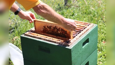 Alles rund um das Thema Bienen gibt es im Tierpark zu erfahren. (Foto: Tierpark Sababurg)