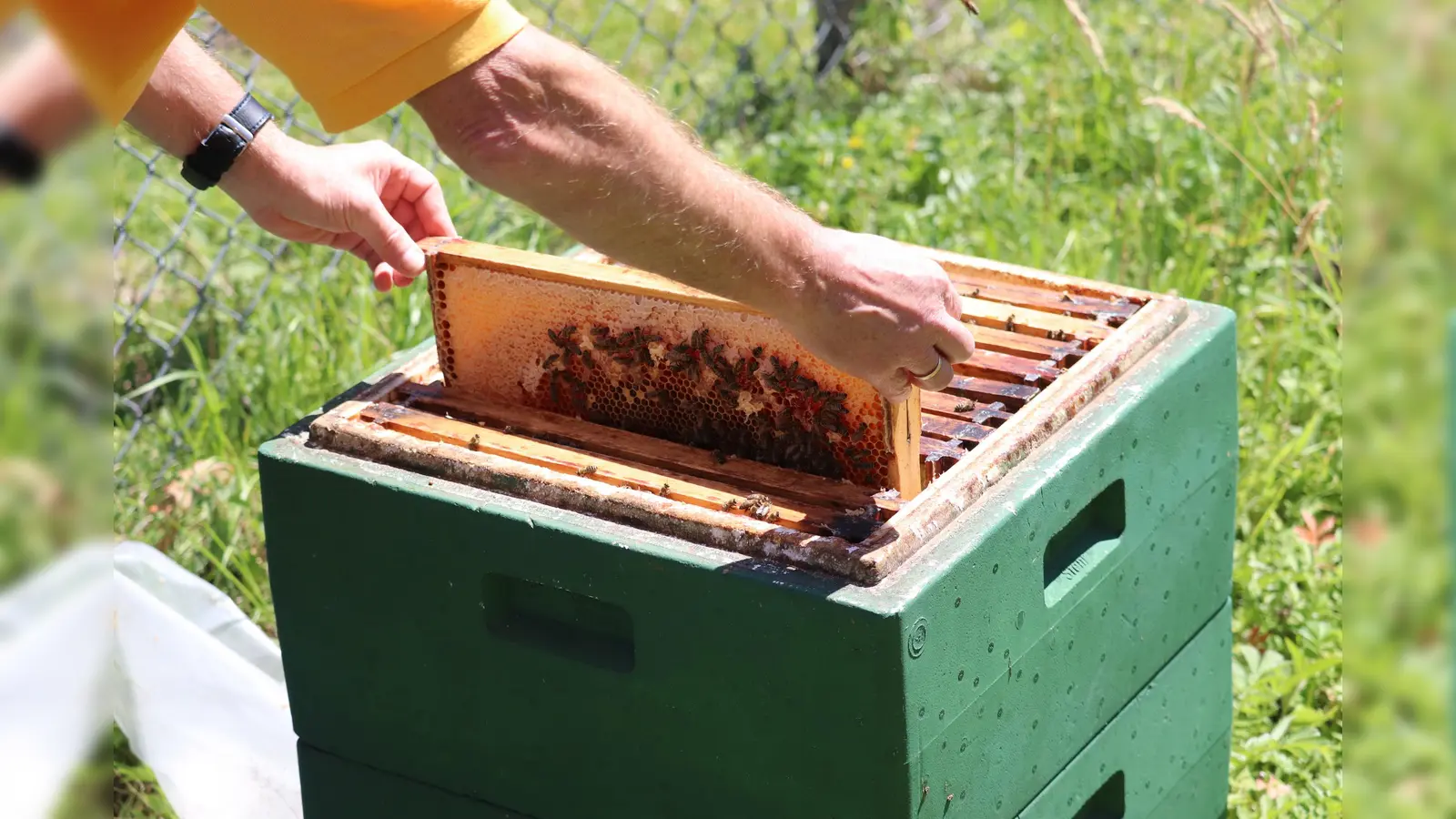 Alles rund um das Thema Bienen gibt es im Tierpark zu erfahren. (Foto: Tierpark Sababurg)