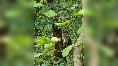 Mit etwas Glück haben Teilnehmer Gelegenheit, die Weidetiere im Hutewald zu beobachten. (Foto: Naturpark)