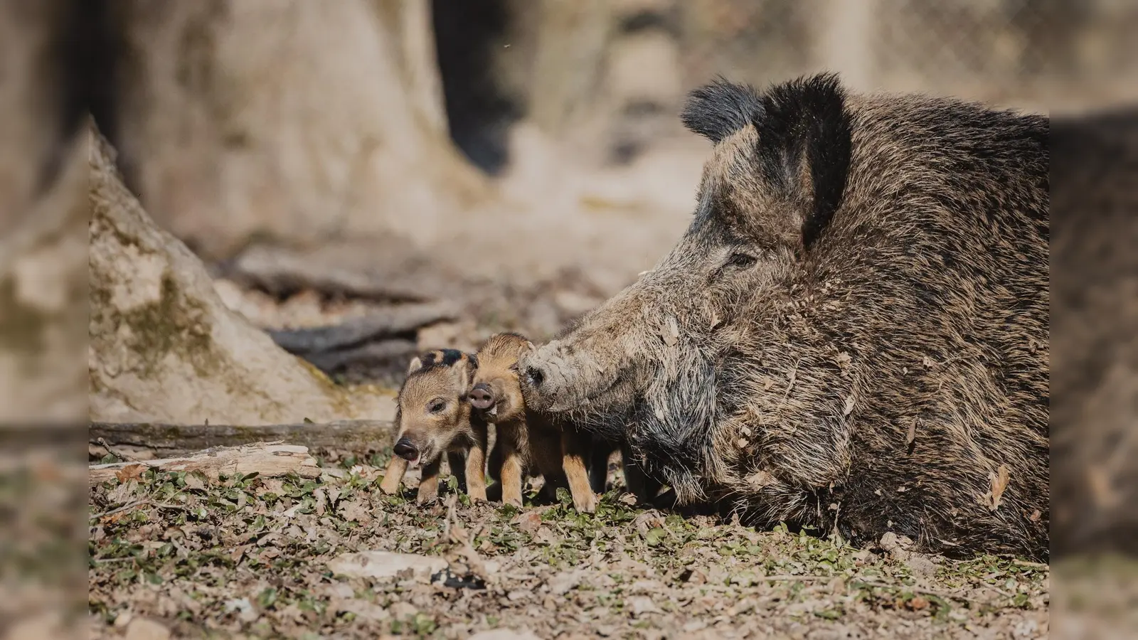Tiernachwuchs und tierische Erlebnisse gibt es im Tierpark Sababurg. (Foto: Tierpark Sababurg)