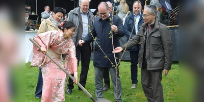 In gemeinsamer Hände Arbeit wird der Kirschbaum gepflanzt. (Foto: Marc Otto)