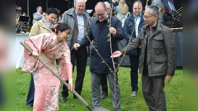 In gemeinsamer Hände Arbeit wird der Kirschbaum gepflanzt. (Foto: Marc Otto)