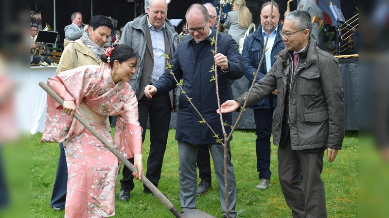 In gemeinsamer Hände Arbeit wird der Kirschbaum gepflanzt. (Foto: Marc Otto)