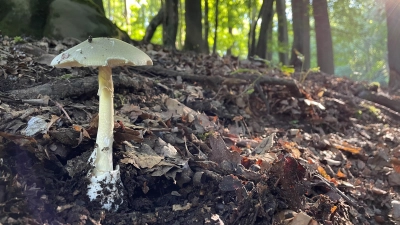 Grüne Knollenblätterpilze sind hochgiftig, Diese und andere Giftpilze kommen auch in dieser Pilzsasion in den heimischen Wäldern vor.  (Foto: Wald und Holz NRW)