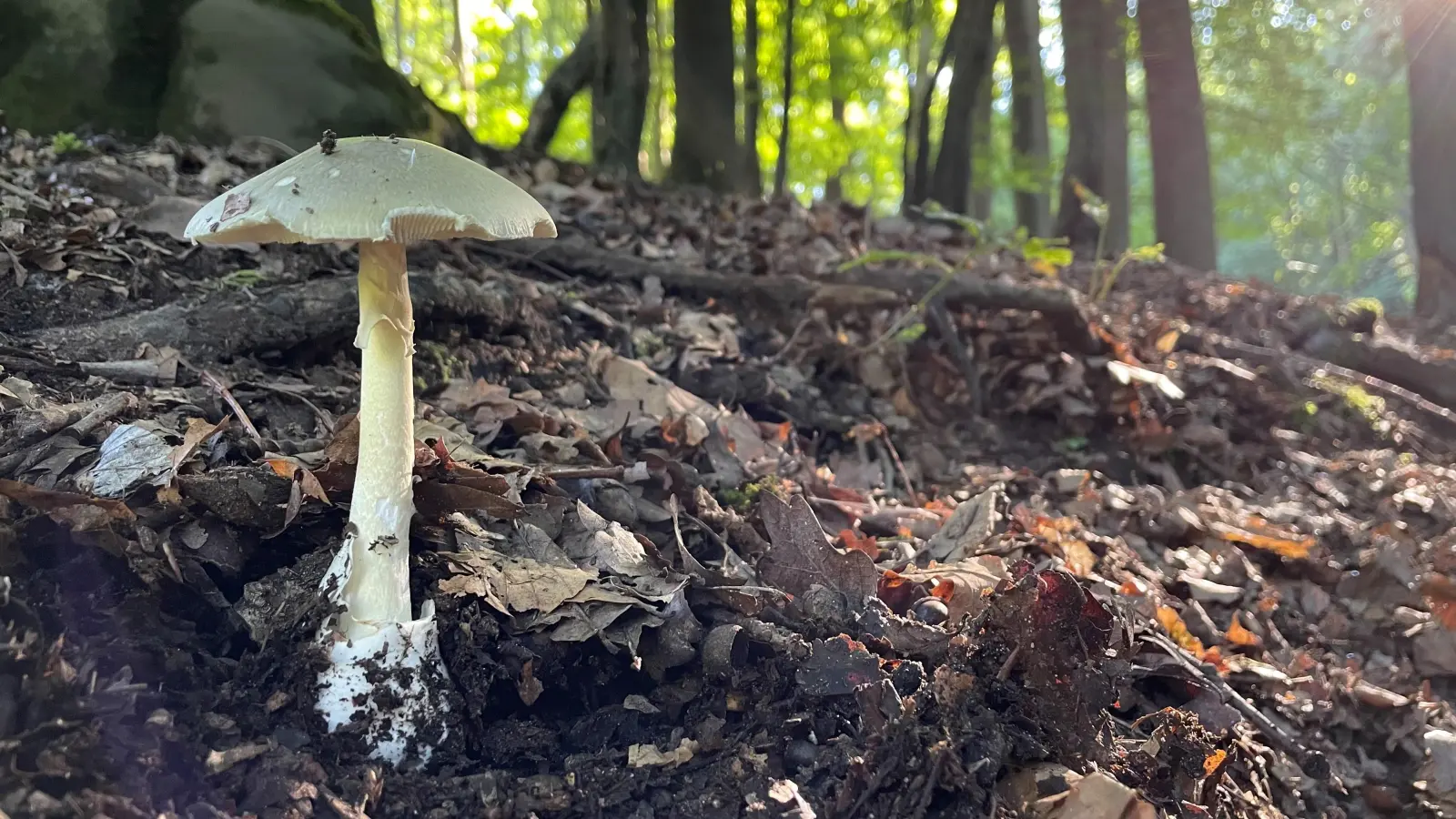 Grüne Knollenblätterpilze sind hochgiftig, Diese und andere Giftpilze kommen auch in dieser Pilzsasion in den heimischen Wäldern vor.  (Foto: Wald und Holz NRW)