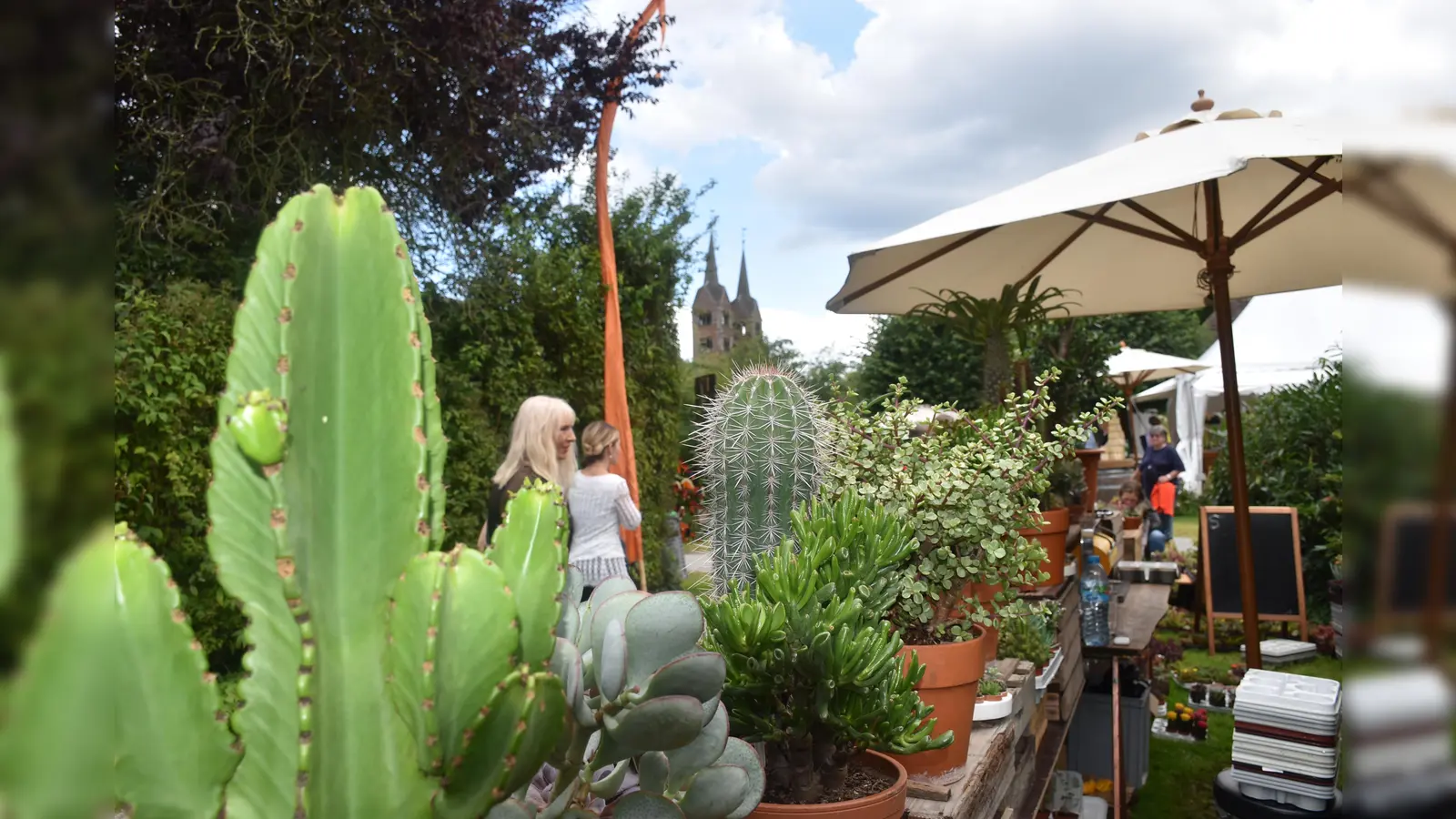 Besondere Pflanzen, wie diese Kakteen gab es beim Gartenfest in Sichtweite zum Welterbe „Westwerk“ zu erwerben. (Foto: Barbara Siebrecht)