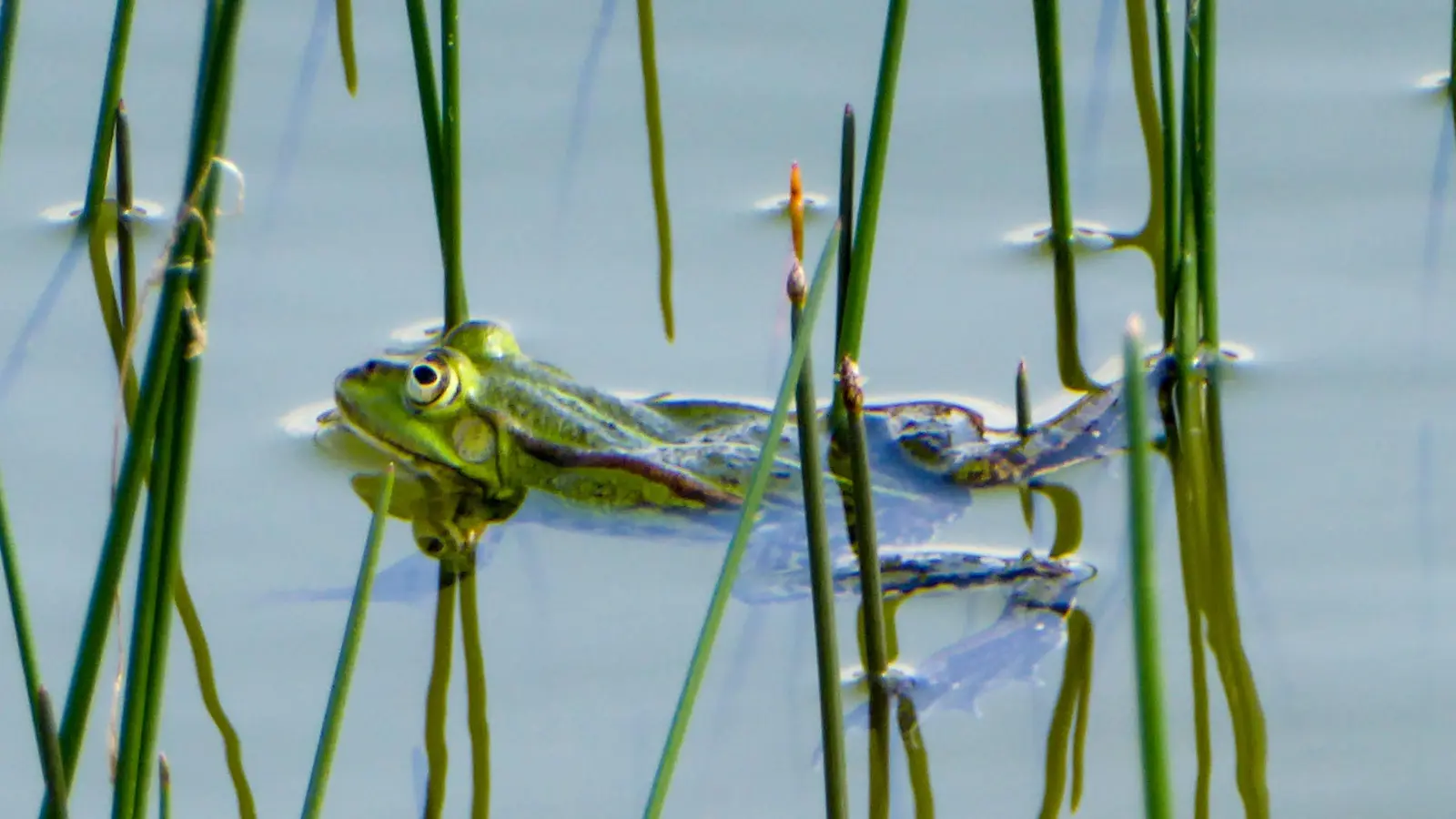Das Foto sollte für das Postkartenformat auf 2:1 quer geschnitten sein. Wie Frosch ‚Franceso‘ , das Motiv des letzten Siegerfotos von Wolfgang Hentschel. (Foto: Wolfgang Hentschel)