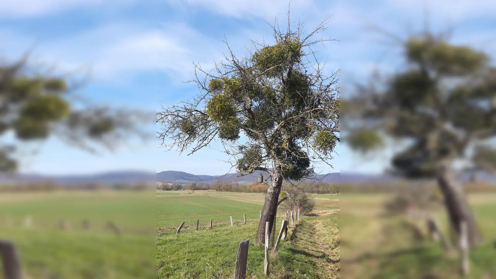 Misteln in Obstbäumen, wie hier zwischen Wehrden und Godelheim, sind im Kreis Höxter leider häufig zu sehen. Der Fachmann Stefan Häcker gibt bei einer Exkursion in Bökendorf Auskunft zur Problematik. (Foto: Anja Multhaup)