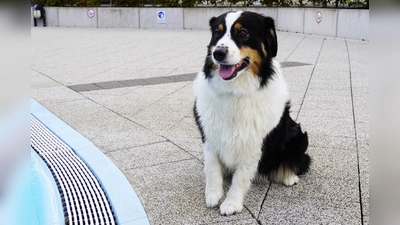 Auch der Hund ist behördlich anzumelden. (Foto: Stadt Brakel)