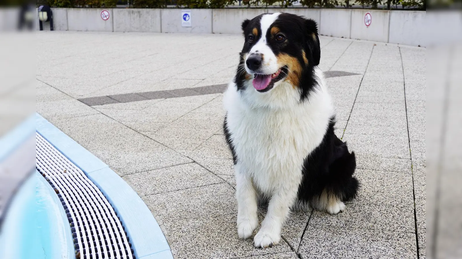 Auch der Hund ist behördlich anzumelden. (Foto: Stadt Brakel)