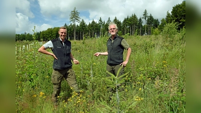 Neue Pflanzen, neues Gesicht: Die beiden Förster Moritz Wiese und Werner Warning inmitten einer aufgeforsteten Flächen. Vor allem Douglasien und Lärchen stehen dort im Mittelpunkt. (Foto: Stadt Nieheim/M. Schäfer  )