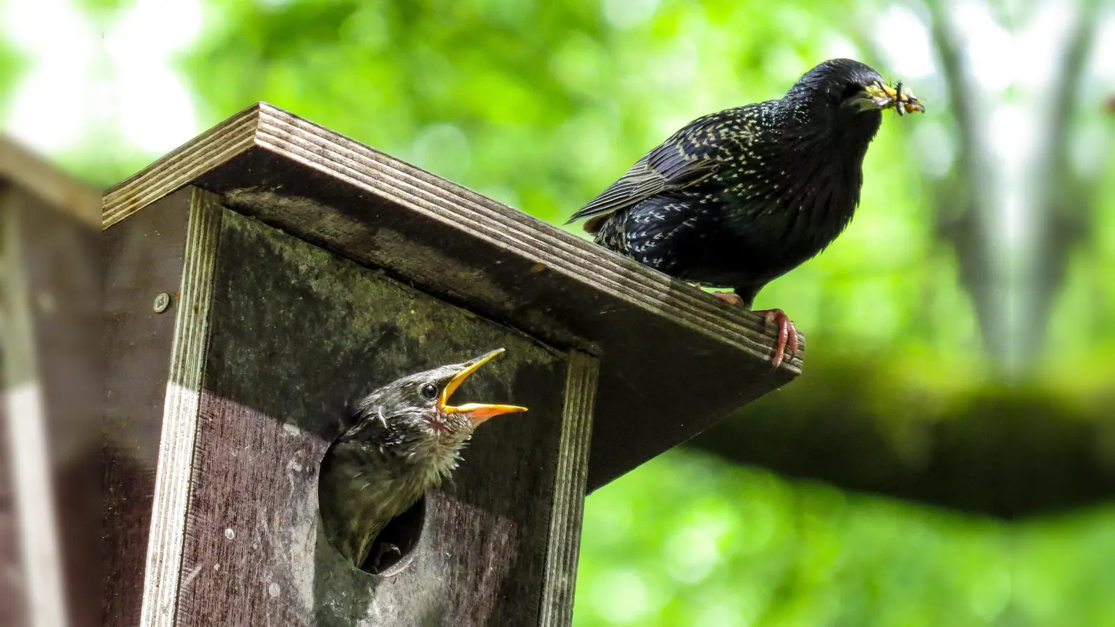 Ein Nistkasten hilft der heimischen Vogelwelt. (Foto: Pixabay)