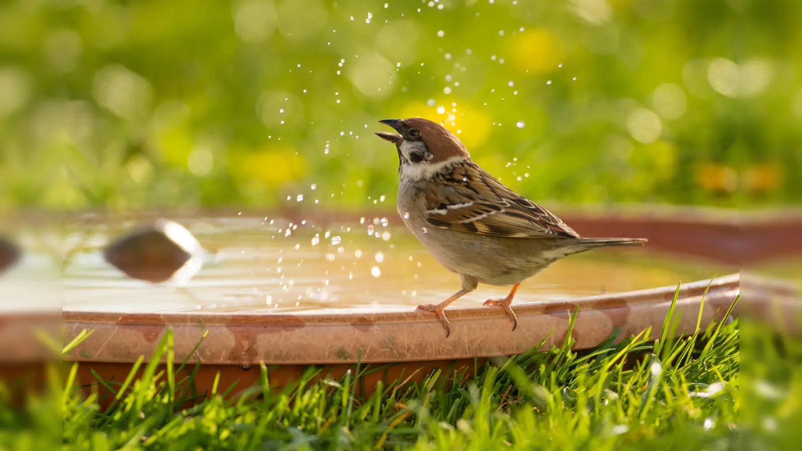Hilfe bei Hitze: Tränken für Wildtiere und Insekten richtig aufstellen (Foto: Adobe/Hans-Joerg Hellwig )