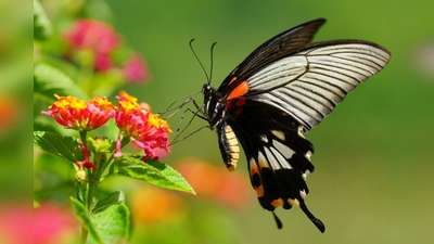 Schmetterling im Tropenhaus. (Foto: alaris ? Haus der Schmetterlinge)