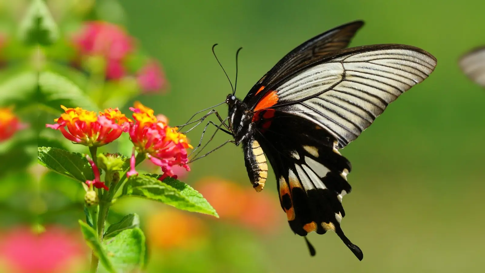 Schmetterling im Tropenhaus. (Foto: alaris ? Haus der Schmetterlinge)