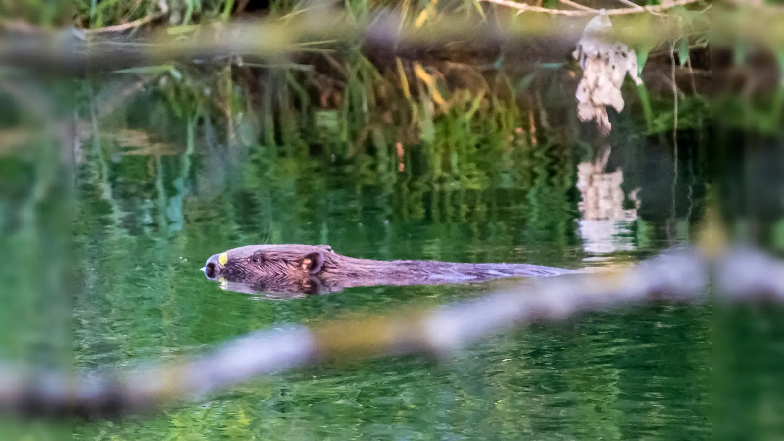 Die Rückkehr eines Wasserbauers und dessen Einfluss auf die Auenlandschaften im Kulturland Kreis Höxter. (Foto: Peter Maciej)
