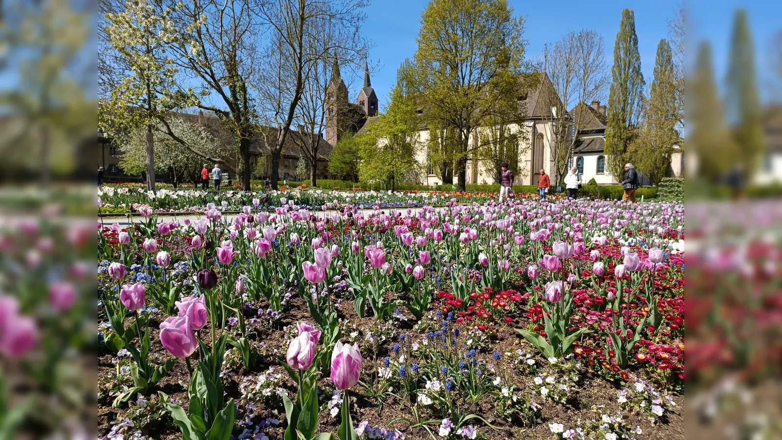 Tulpenblüte im Remtergarten. (Foto: LGS Höxter/Manuela Puls)