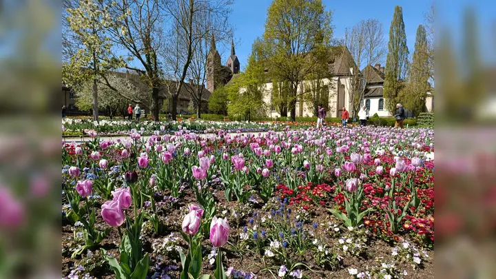 Tulpenblüte im Remtergarten. (Foto: LGS Höxter/Manuela Puls)