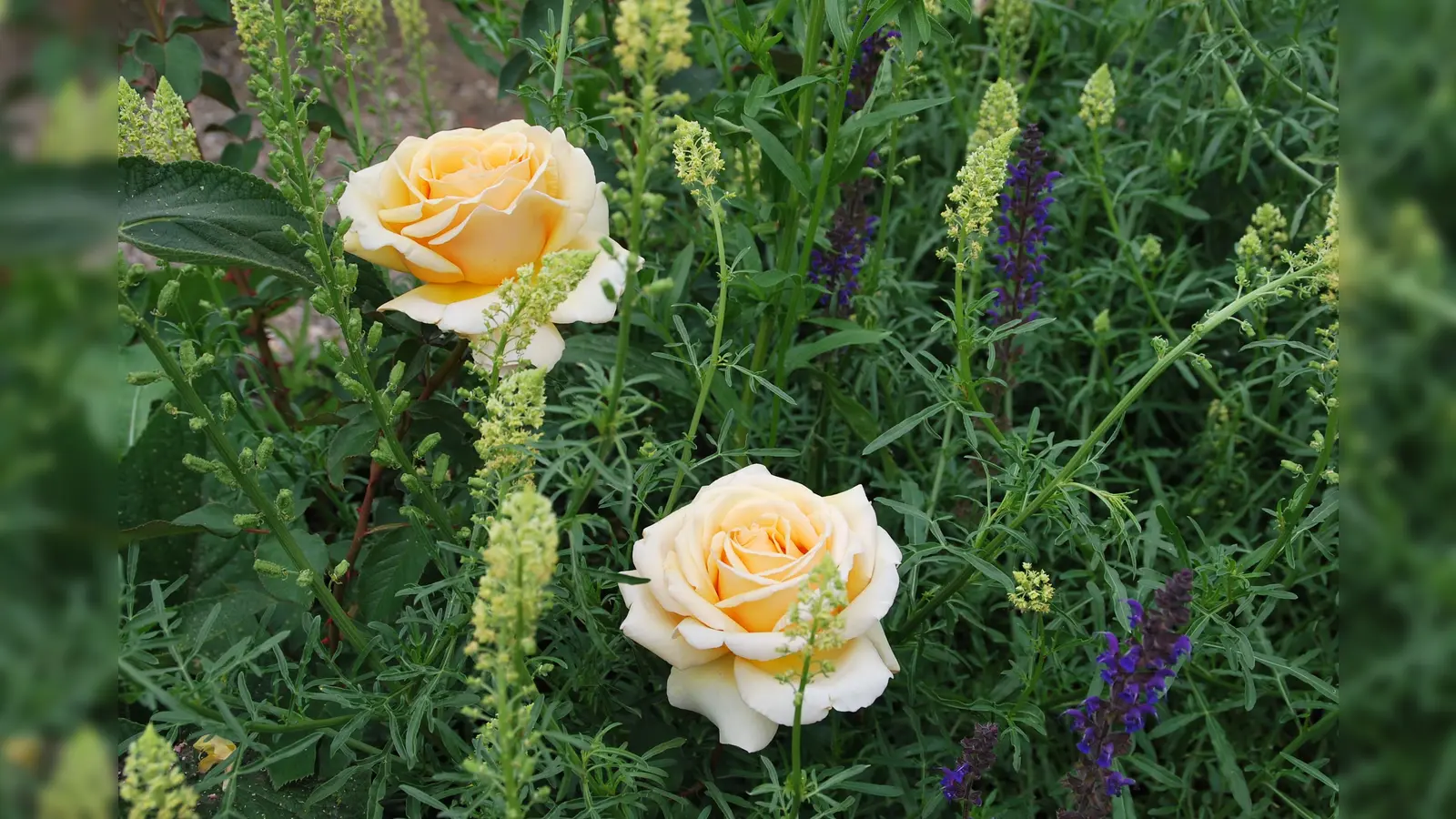 Die Königin der Blumen.  (Foto: Barbara Siebrecht)